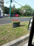 Imagine atasata: 20150427_091240_resized.jpg